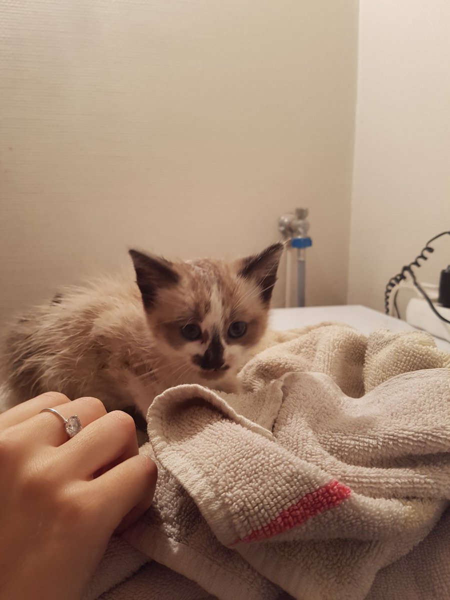 Fuuukano's tweet image. On a sauvé un chaton qui était coincé dans un piège fait par des petits cons en bas de l'immeuble.
On l'a lavé, nourri. Il est adorable.