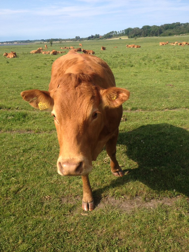HelleBachPeders's tweet photo. Mangler et bjerg i baggrunden og en bjælde om koens hals, så er den hjemme.
#Køer #Detkører #Kovending https://t.co/9FWSPlZCXP