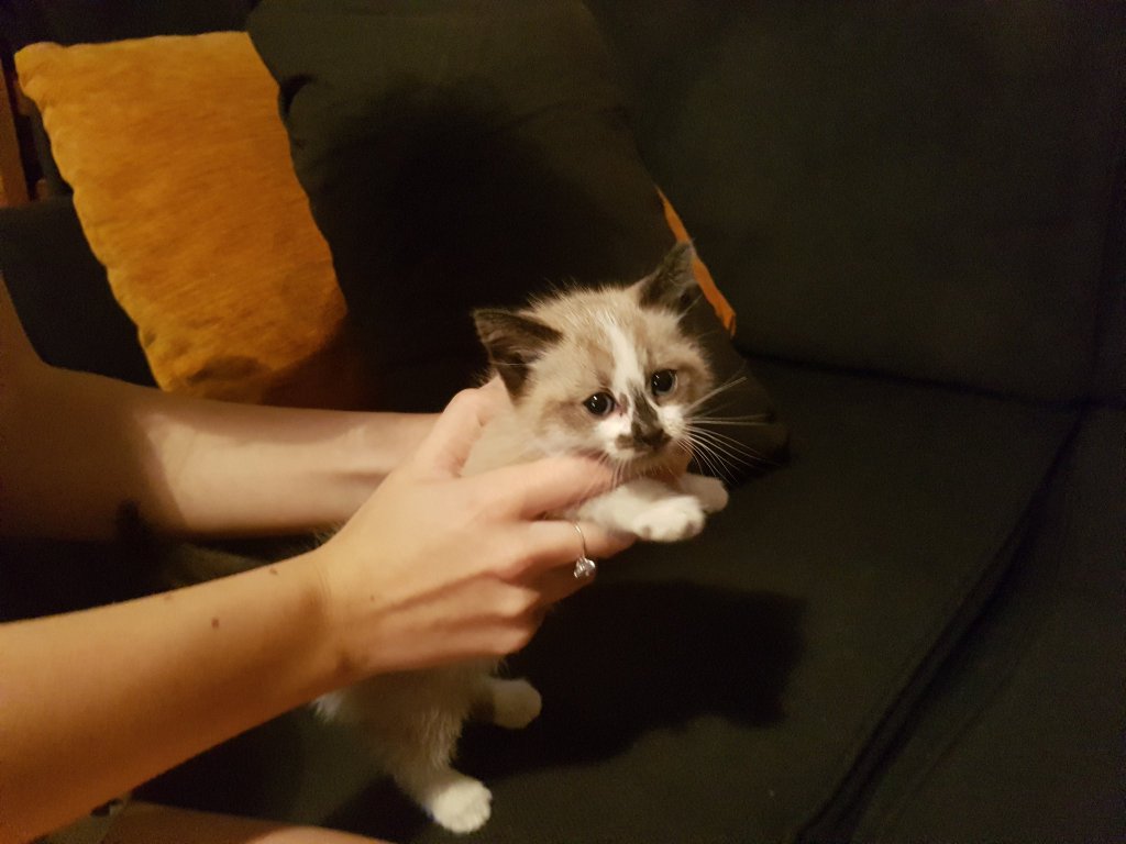 Fuuukano's tweet image. On a sauvé un chaton qui était coincé dans un piège fait par des petits cons en bas de l'immeuble.
On l'a lavé, nourri. Il est adorable.