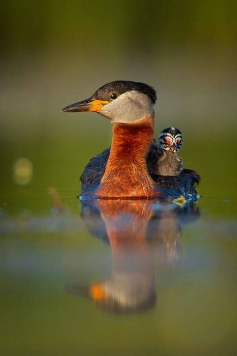 stevekrohn's tweet photo. A Red Necked Grebe with her young chick https://t.co/wLlenmaqxW