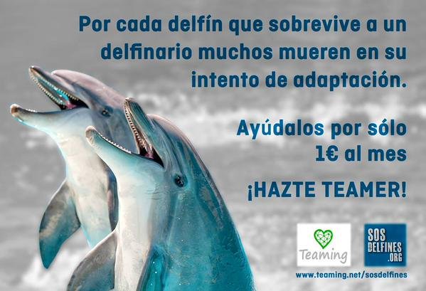 SOSDelfines's tweet photo. No hay nada de educativo en ver a los delfines sufriendo en cautividad 😠 #StopDelfinarios #EmptyTheTanks 😪😢 https://t.co/MQ4SoU6pRk