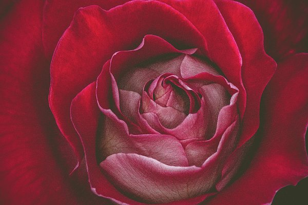 LifeReally's tweet image. New artwork for sale! - "First Rose Bloom " - fineartamerica.com/featured/1-fir… @fineartamerica