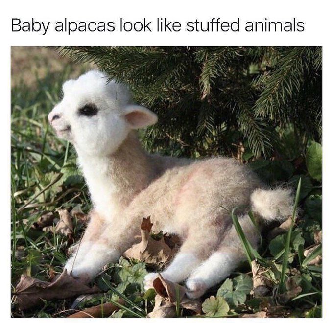 I want no fewer than three of these. https://t.co/FCl1hN9Yws