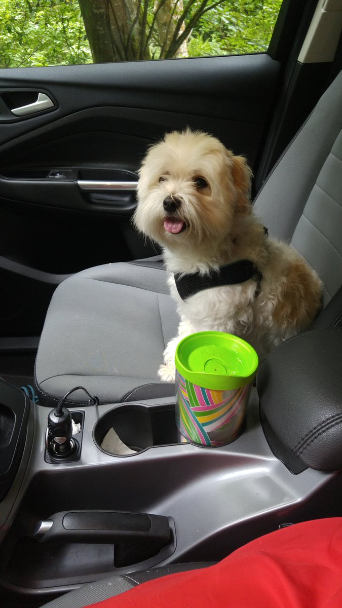 AnnaMNickel's tweet photo. Is this what Tim Mcgraw meant in the song shotgun rider? 😍🐶 https://t.co/vjXbXoQq5i