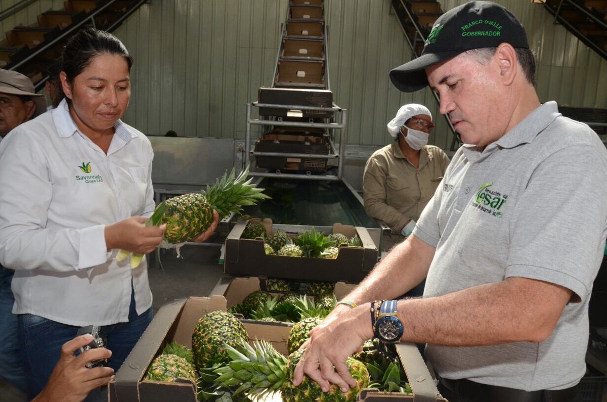 Visitamos la única empresa productora de Piña Golden con la que ...