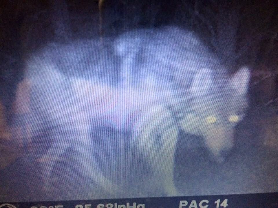 stoker_stella's tweet photo. Werewolf sighting today. #BartonHollow https://t.co/7TeUIoTgBl