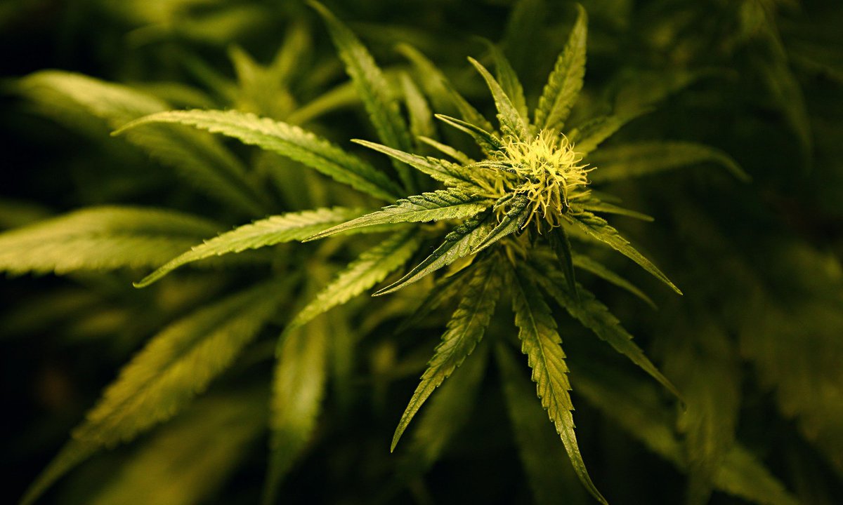 SierraHighGuy's tweet photo. Saturday #blog! How to hack your THC tolerance!

https://t.co/aRf7gyfhHc

#Marijuana #cannabis #Tolerance #lifehack https://t.co/NfvVA9RhnC