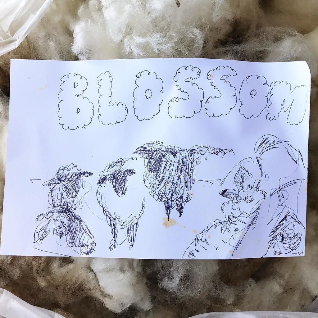 crazysheeplady's tweet photo. My new favorite fleece tag!
#Blossom #skirtingwool #wool #sheep #sheepshearing #equinoxfarm #punkinspatch #woolwo⦠https://t.co/wRRiA6BY3y https://t.co/y99QV9I3a6