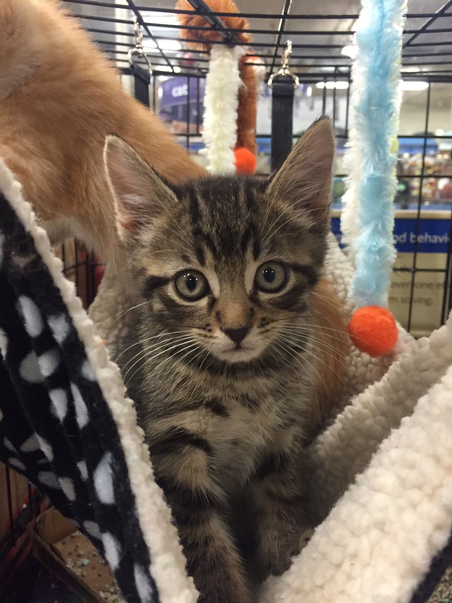 We're still at Petsmart! Dale is still looking for his forever home. #Caturday #adoptdontshop
