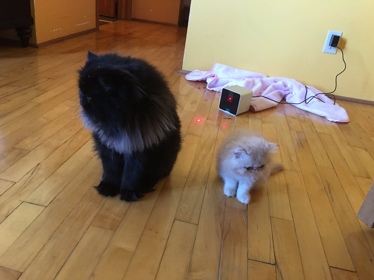 JJOnTech's tweet image. Let the Internet of Kittens begin! - @Petcube