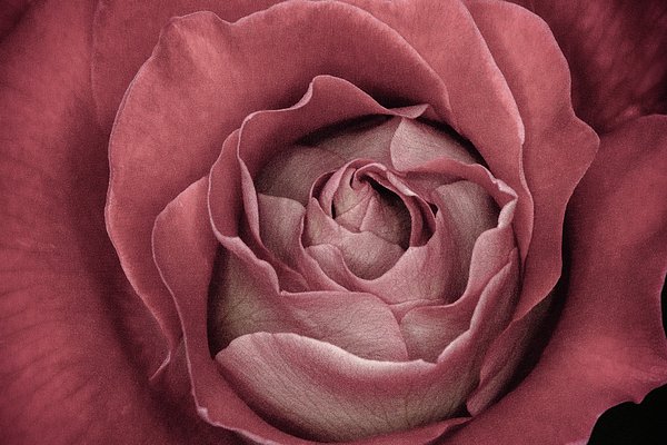 LifeReally's tweet image. New artwork for sale! - "First Bloom " - fineartamerica.com/featured/first… @fineartamerica