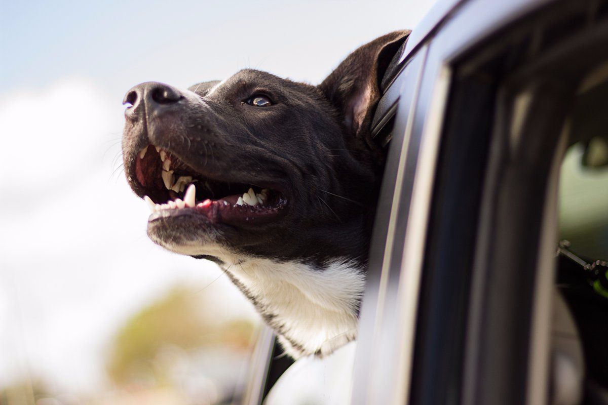 megansmovingco's tweet photo. RT @movewisetoday Moving with Pets? Learn how to do it safely and successfully. https://t.co/VjYuDZphy9  #MovingPets #MovingTips https://t.co/PD4WZ3c6SK