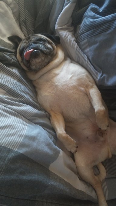 Wakey Wakey #Sirscooter time to make grilled pizza🍕 #lazypug #apugslife https://t.co/qUypYKfrbt<a href="/tag/sirscooter"class="tags">#Sirscooter</a><a href="/tag/lazypug"class="tags"><span>#lazypug</span></a><a href="/tag/apugslife"class="tags"><span>#apugslife</span></a>