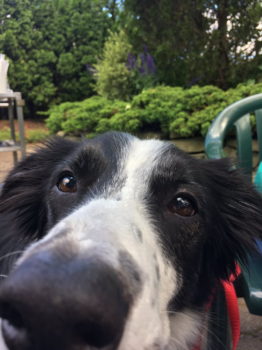 PaysonDog's tweet photo. Enjoying a late lunch outside McCobbs! Is that my burger? https://t.co/54EwGIkKaS