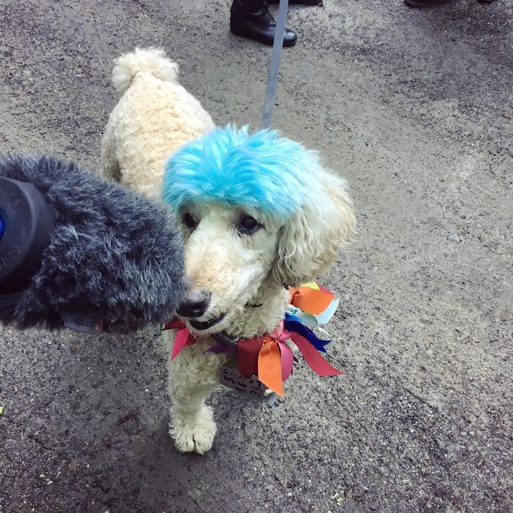 Say hello to Louis #rycote #dogsofinstagram #setlife ift.tt/2rnZ51k