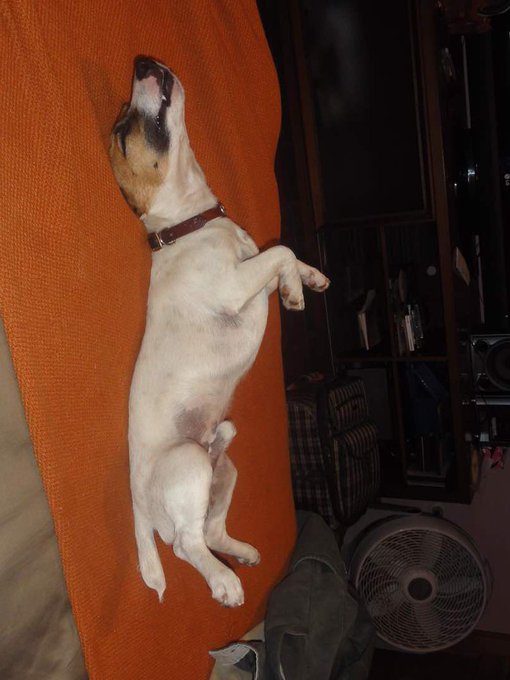 El es Perry, se perdi&oacute; hoy 3 de junio en El Hatillo. Por favor si lo has visto escribir por privado https://t<a href="/tag/tibisaylucena"class="tags"><span>#tibisaylucena</span></a>