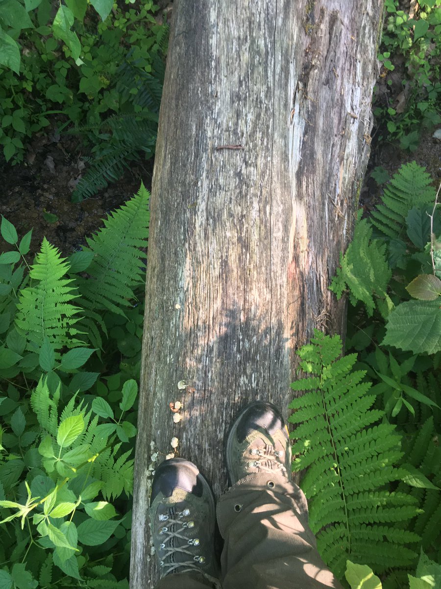 sky_lepidus's tweet image. Why do my snakes keep crossing really deep creeks with steep banks?  And how do they do it so easily?!Sigh. #fieldwork #biologistproblems