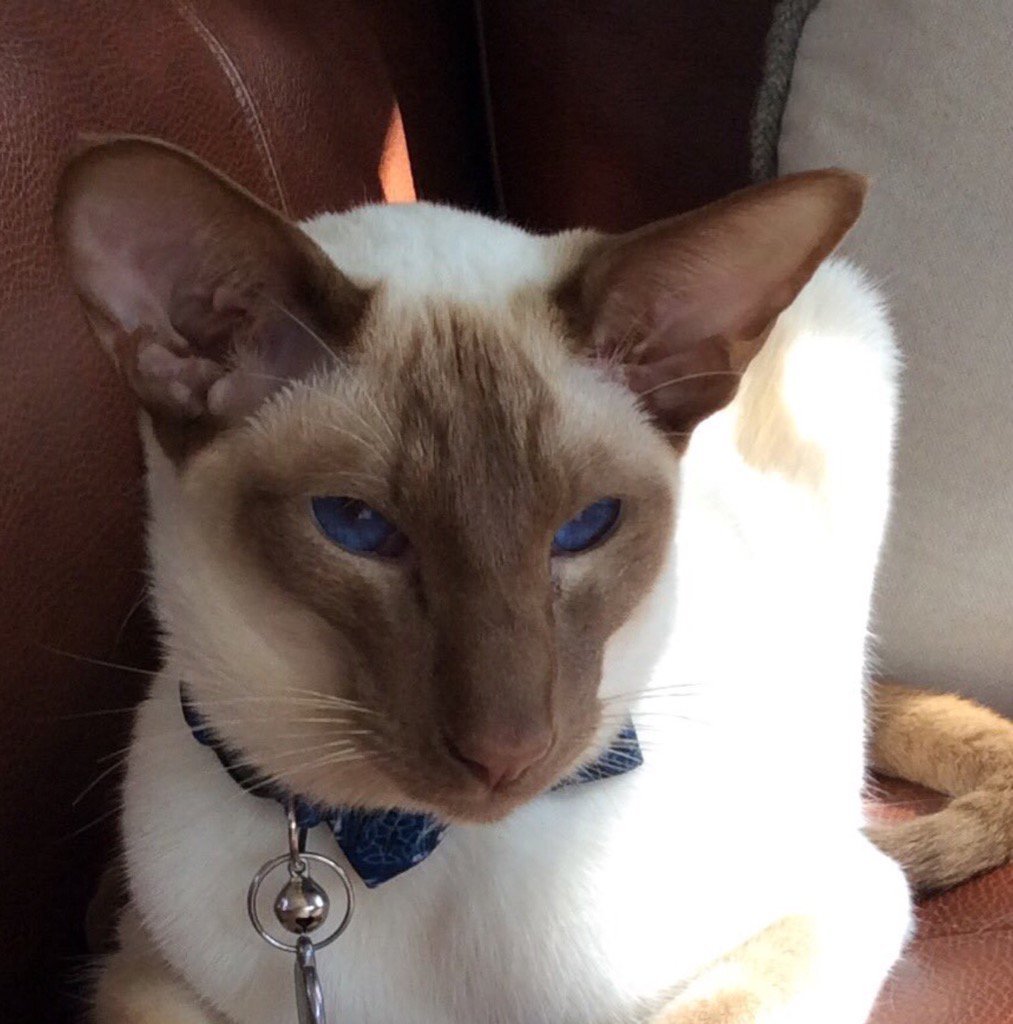 Diablo_Siamese's tweet photo. Stunning picture of the naughtiest Siamese we have ever met!! #whosebad #wolfinsheepsclothing #handsomedevil #Cat https://t.co/YLR87fUFQ6