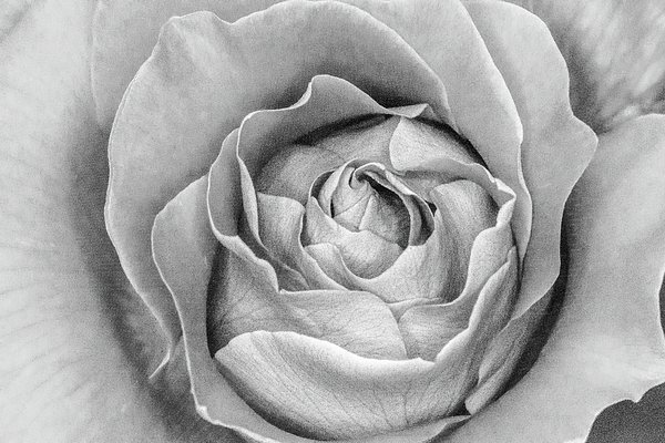 LifeReally's tweet image. New artwork for sale! - "First Bloom Gray Scale" - fineartamerica.com/featured/first… @fineartamerica