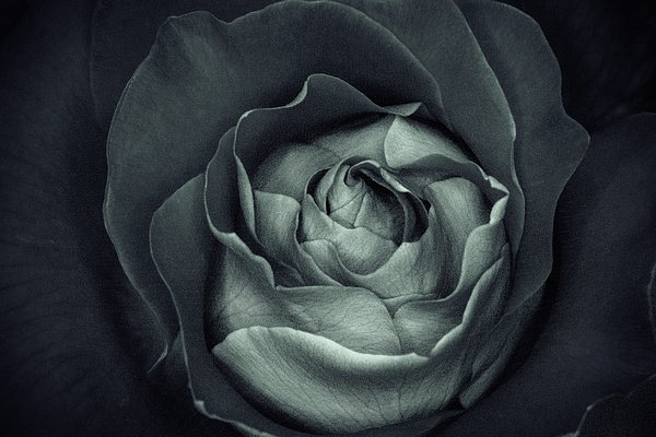 LifeReally's tweet image. New artwork for sale! - "Moody BnW First Bloom" - fineartamerica.com/featured/moody… @fineartamerica