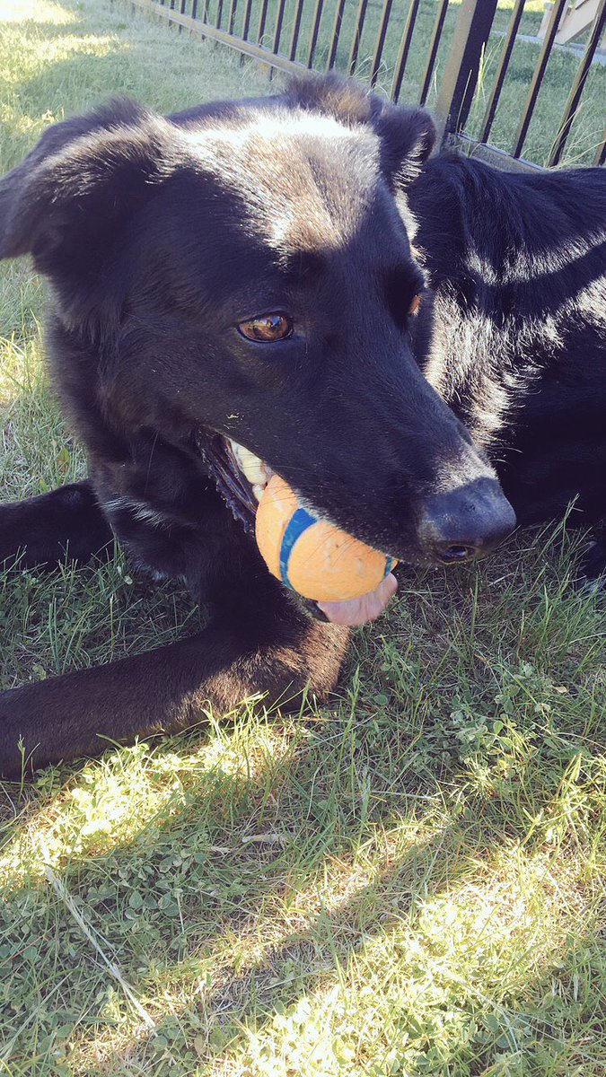 JogMyDogYQL's tweet photo. Cali enjoying some fetch on this beautiful afternoon #jogmydog #YQL #letbridgeweather #petvisit #petsitter #dogsoftwitter https://t.co/iNdGayTyrj