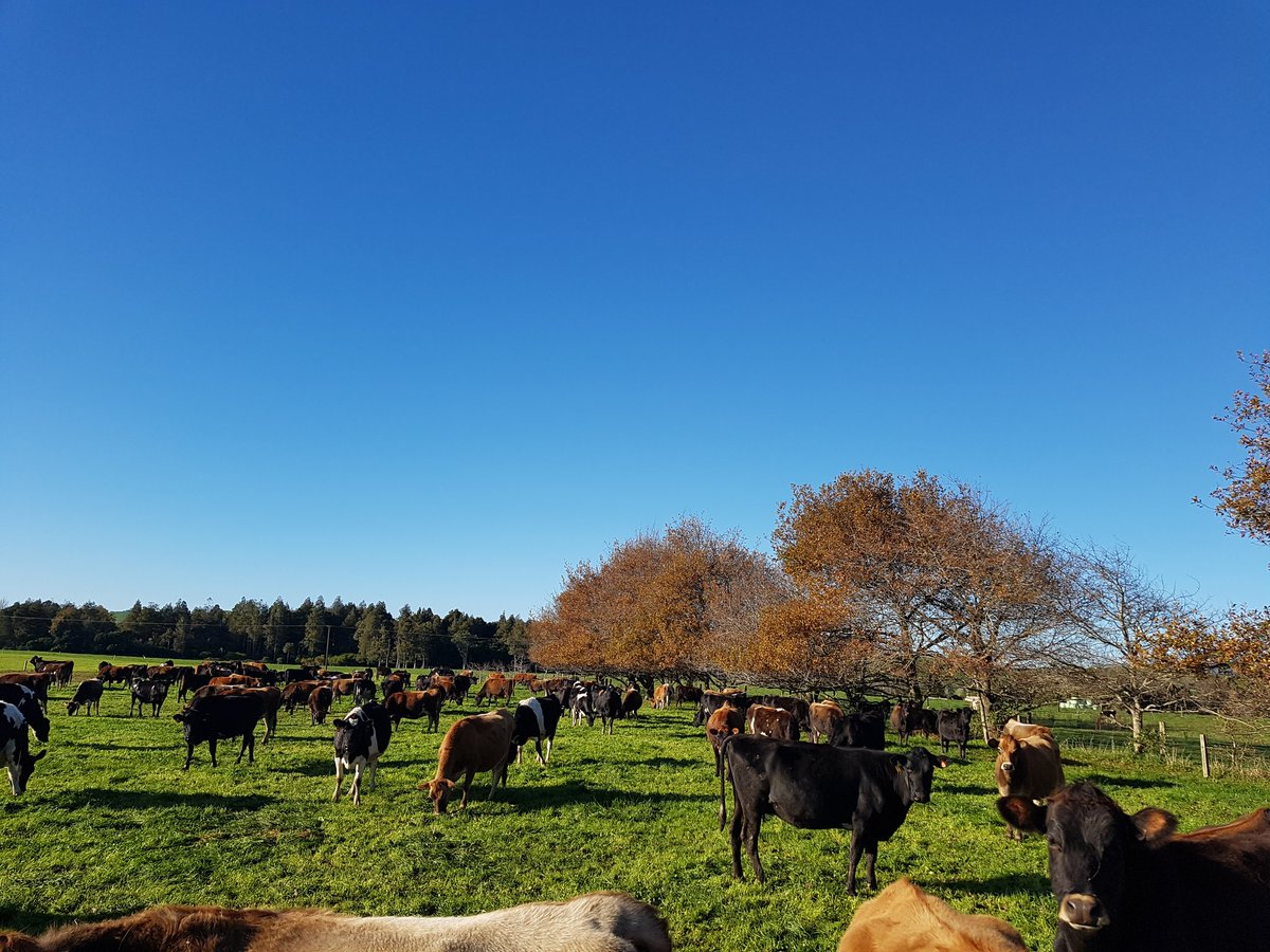 nzjuls's tweet photo. The in-calf heifers enjoying the sun. Very happy with how they look. A great day on the Hauraki Plains #shouldbefishing https://t.co/dHP6HOPudW