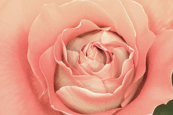 LifeReally's tweet image. New artwork for sale! - "First Pink Rose Bud" - fineartamerica.com/featured/first… @fineartamerica