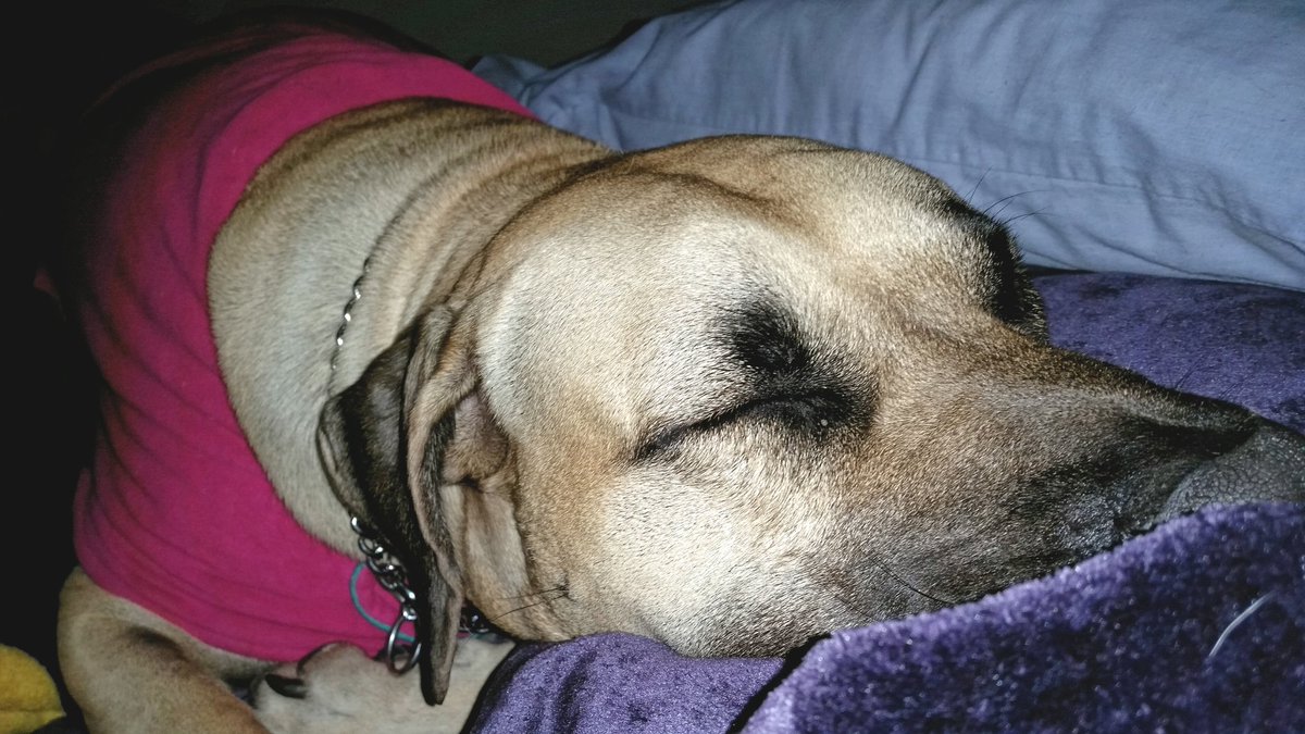 Greytfella's tweet photo. Today's cuteness #mastiff https://t.co/NYVu7xrQ7V