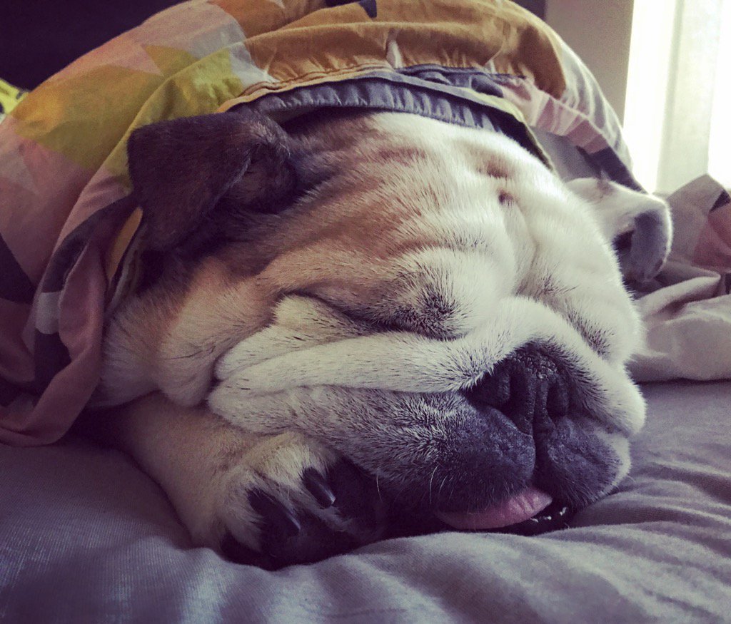 dognamedchopper's tweet photo. You can almost feel the squish... https://t.co/6yTlKnhMQC