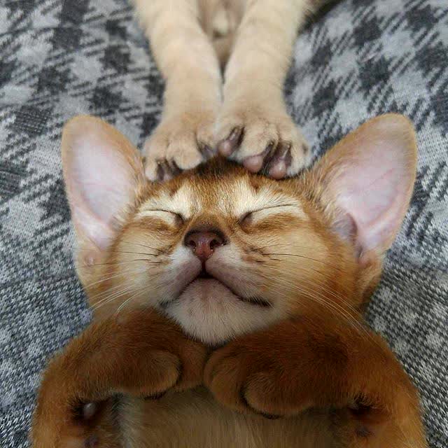 postkittysocial tweet picture