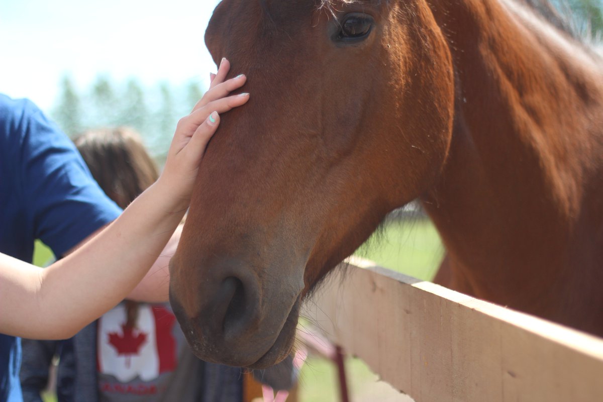 jomamaeats's tweet photo. Great day for a fundraiser @AliceSanctuary! Great vegan food, awesome prizes and close-up &amp; personal with the rescued farm animals! #yyc https://t.co/AoCYO4xCTH