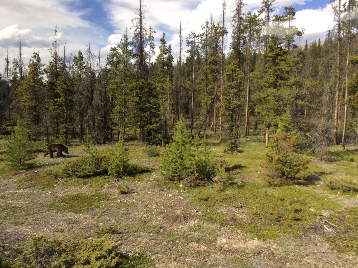simonhaughton's tweet photo. "I'm going on a bear hunt..."
Just spotted a grizzly bear through the coach window!!! 🇨🇦🐻
#amazingtiming https://t.co/Hl8u4Ax1ho