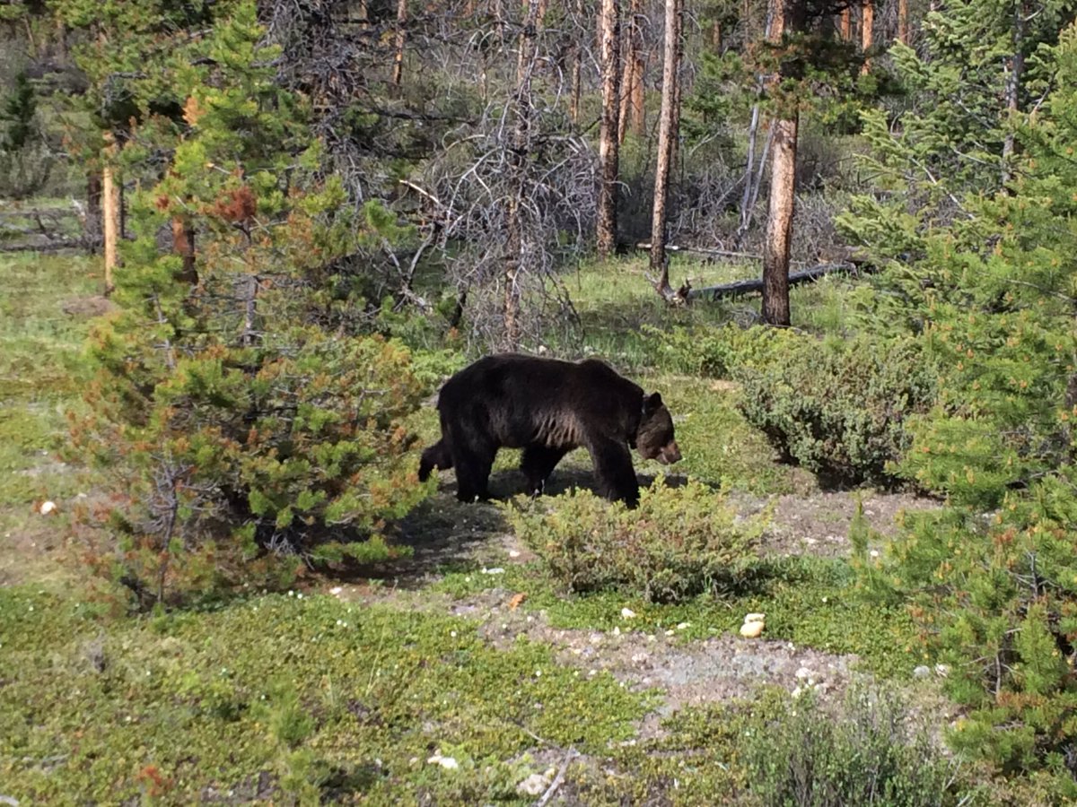 simonhaughton's tweet photo. "I'm going on a bear hunt..."
Just spotted a grizzly bear through the coach window!!! 🇨🇦🐻
#amazingtiming https://t.co/Hl8u4Ax1ho
