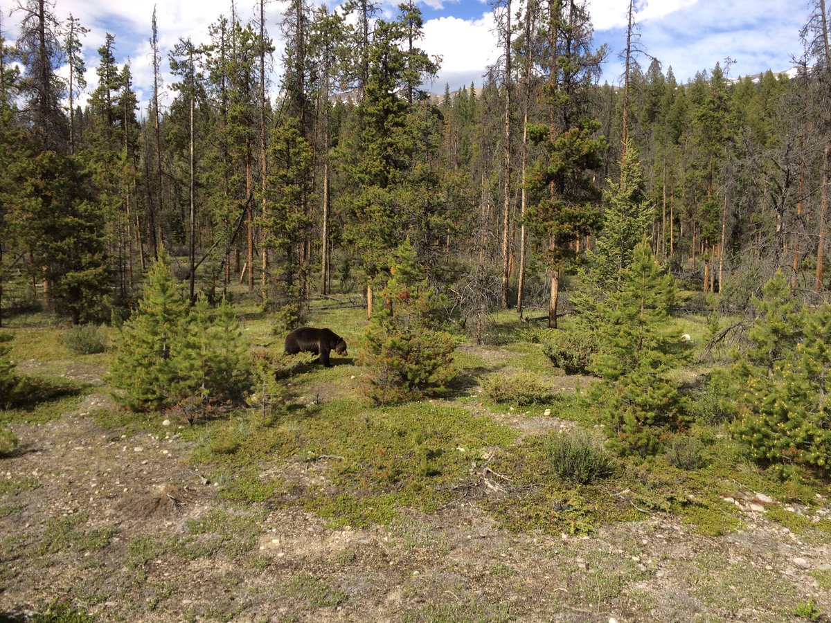 simonhaughton's tweet photo. "I'm going on a bear hunt..."
Just spotted a grizzly bear through the coach window!!! 🇨🇦🐻
#amazingtiming https://t.co/Hl8u4Ax1ho
