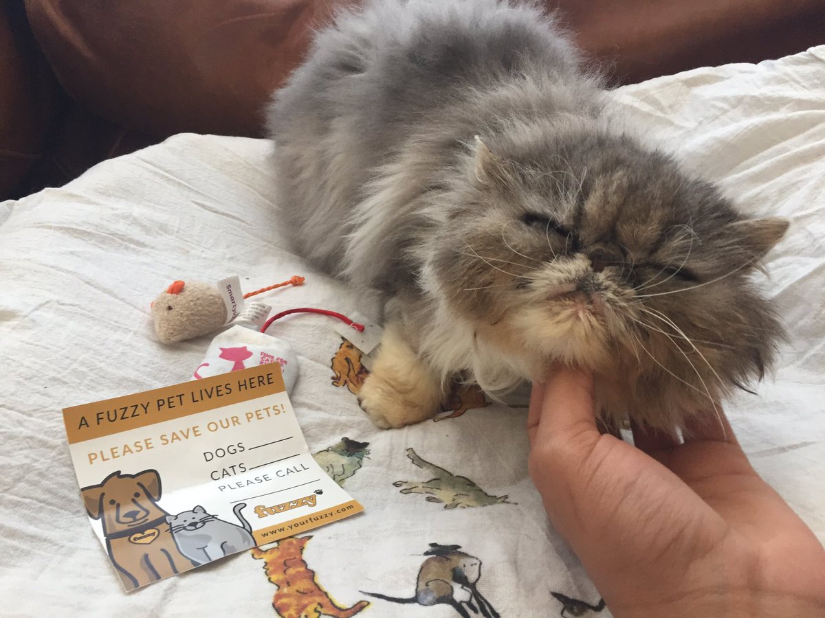 Thanks <a href="/yourfuzzy/">Scruffy</a> for the care package for Belle ❤️️😸Coquette had decided it's for her too.