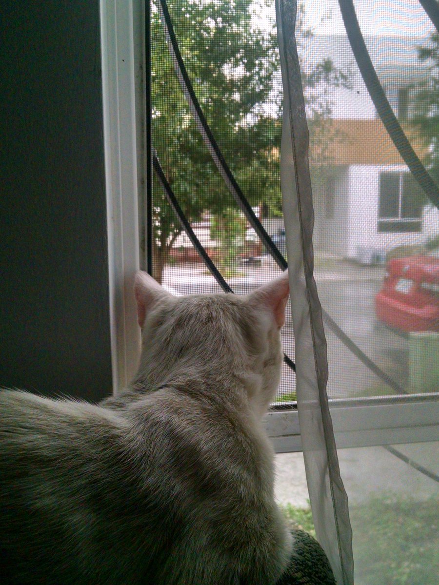 Castrorious's tweet photo. Qué bonito es ver llover y no mojarse.🐱
@EntreMininos 
@migatodinamita 
@HistGatunas https://t.co/WTahPGWXUj