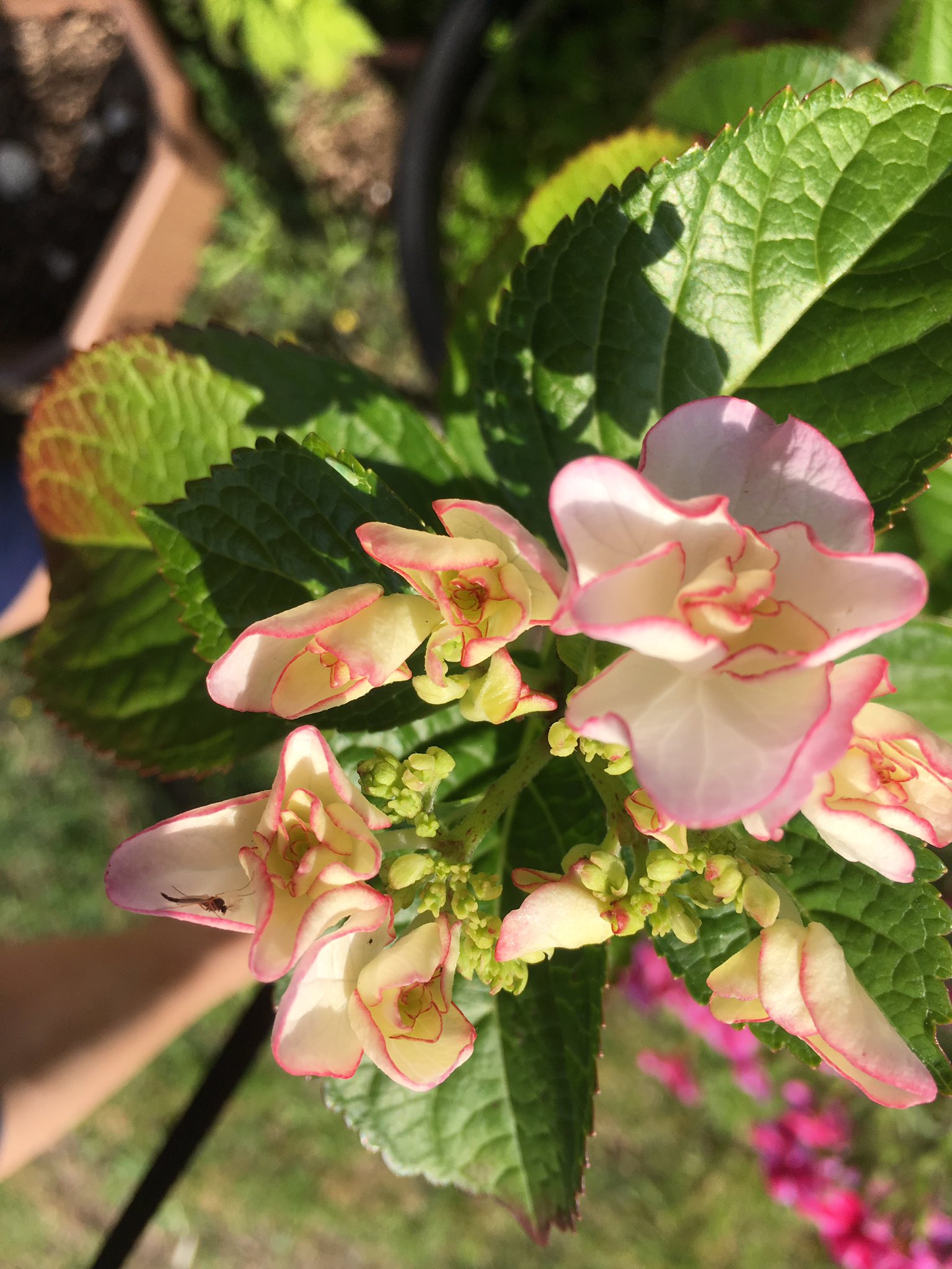 紫陽花keiko Twitter Search Twitter