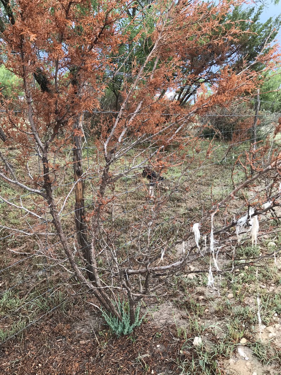motreadwell's tweet photo. When a picture tells a thousand words...#fire #redberry #juniper #resprout #sheep #brushcontrol https://t.co/OPDDdANZMw