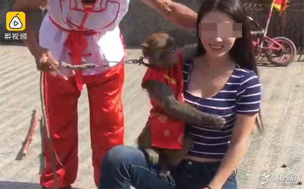 中国のサル 美女の服を脱がす 秒刊サンデー公式 Scoopnest 中国のサル 美女の服を脱がす 秒刊サンデー公式 Scoopnest