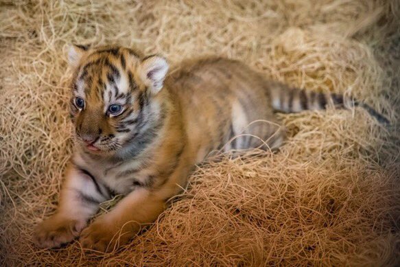 There's still time to donate! Help the <a href="/mnzoo/">Minnesota Zoo</a> &amp; our work to save wildlife #WildNight2017 goo.gl/60sbJ2