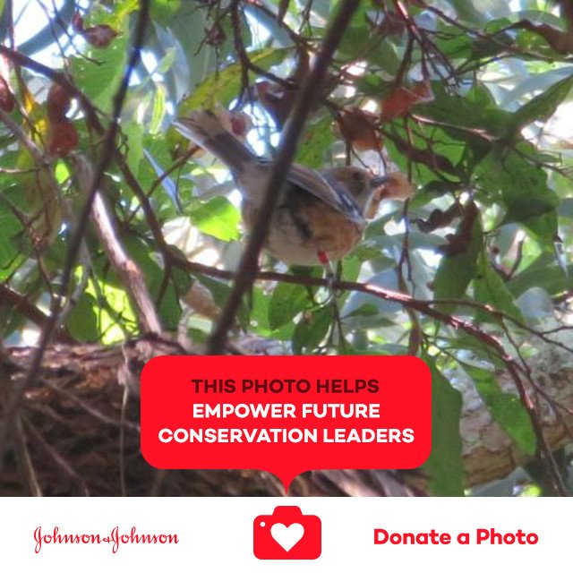 AnimalActivist_'s tweet photo. Elepaio found in Hawaii Volcanoes National Park #jnj #donateaphoto #CareToRecycle https://t.co/wqLhLqgSFz https://t.co/GnSMkpx6B6