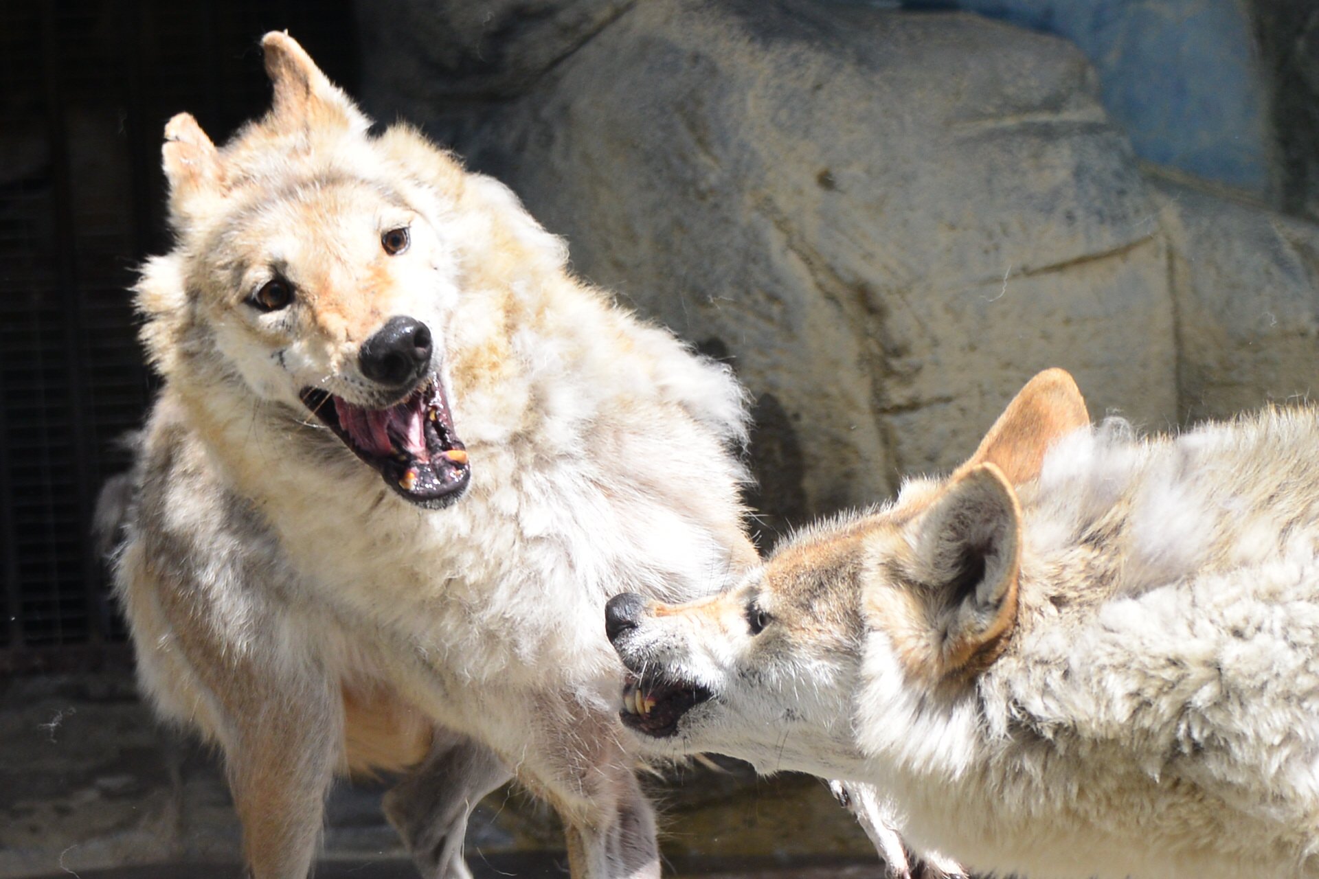 新世界の狼 威嚇されてびっくりしちゃう子 天王寺動物園 オオカミ T Co Ny2g0ii5j7 Twitter 新世界の狼 威嚇されてびっくりしちゃう子 天王寺動物園 オオカミ T Co Ny2g0ii5j7 Twitter