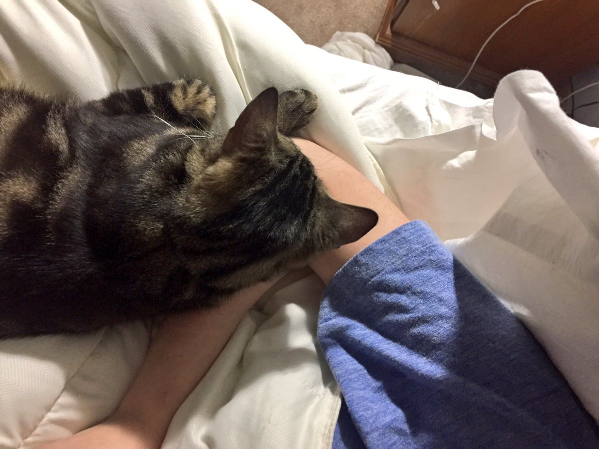 imnachocat's tweet photo. Cuddles https://t.co/XqSQHWTN8p