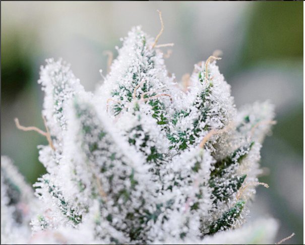 CannabisNow's tweet photo. #TopTen #WakeandBake Strains via #CannabisNow - https://t.co/uCFLy1ysCa https://t.co/Yi0rMPE5xF