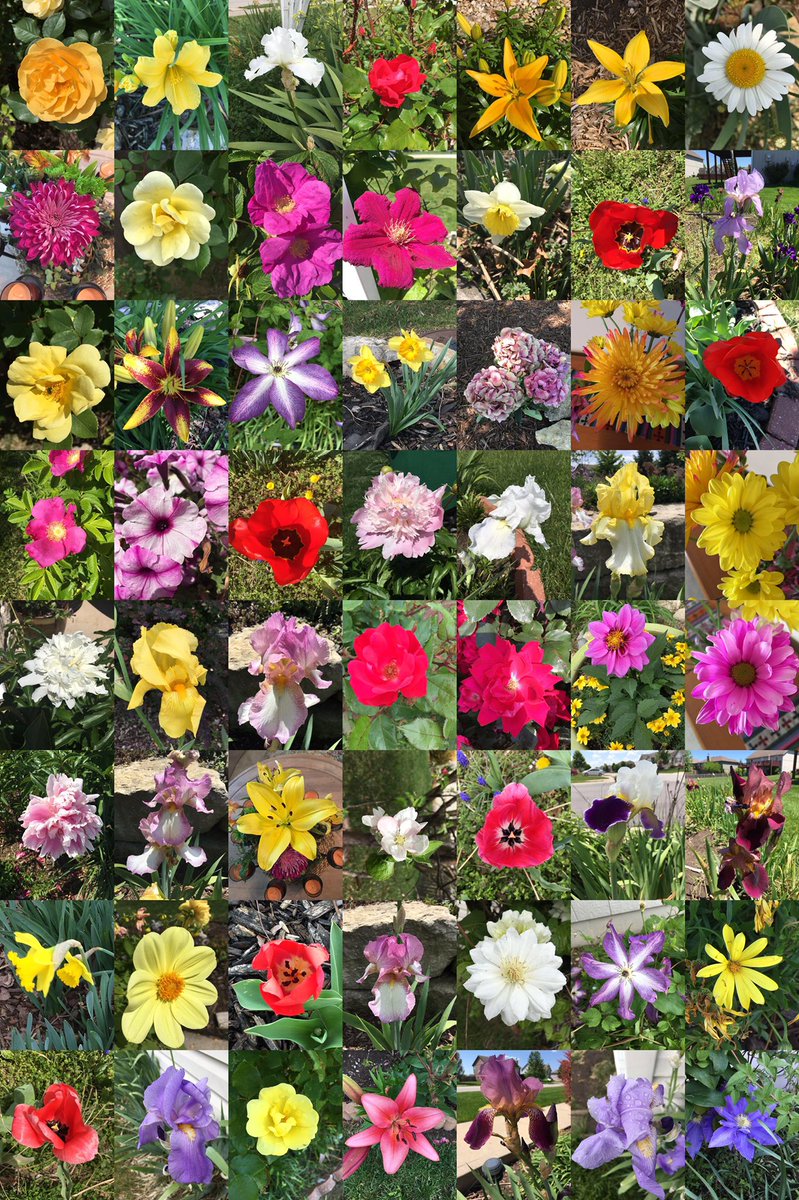 MontageMadness's tweet photo. Raymore Flowers Montage.
Various photos of flowers taken on my walks in Raymore, Missouri.
#RaymoreMO https://t.co/e163ibYh4q