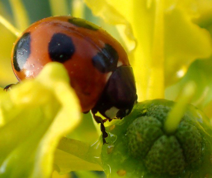 パツ子 Patuko13 アブラムシ の検索結果 Twilog