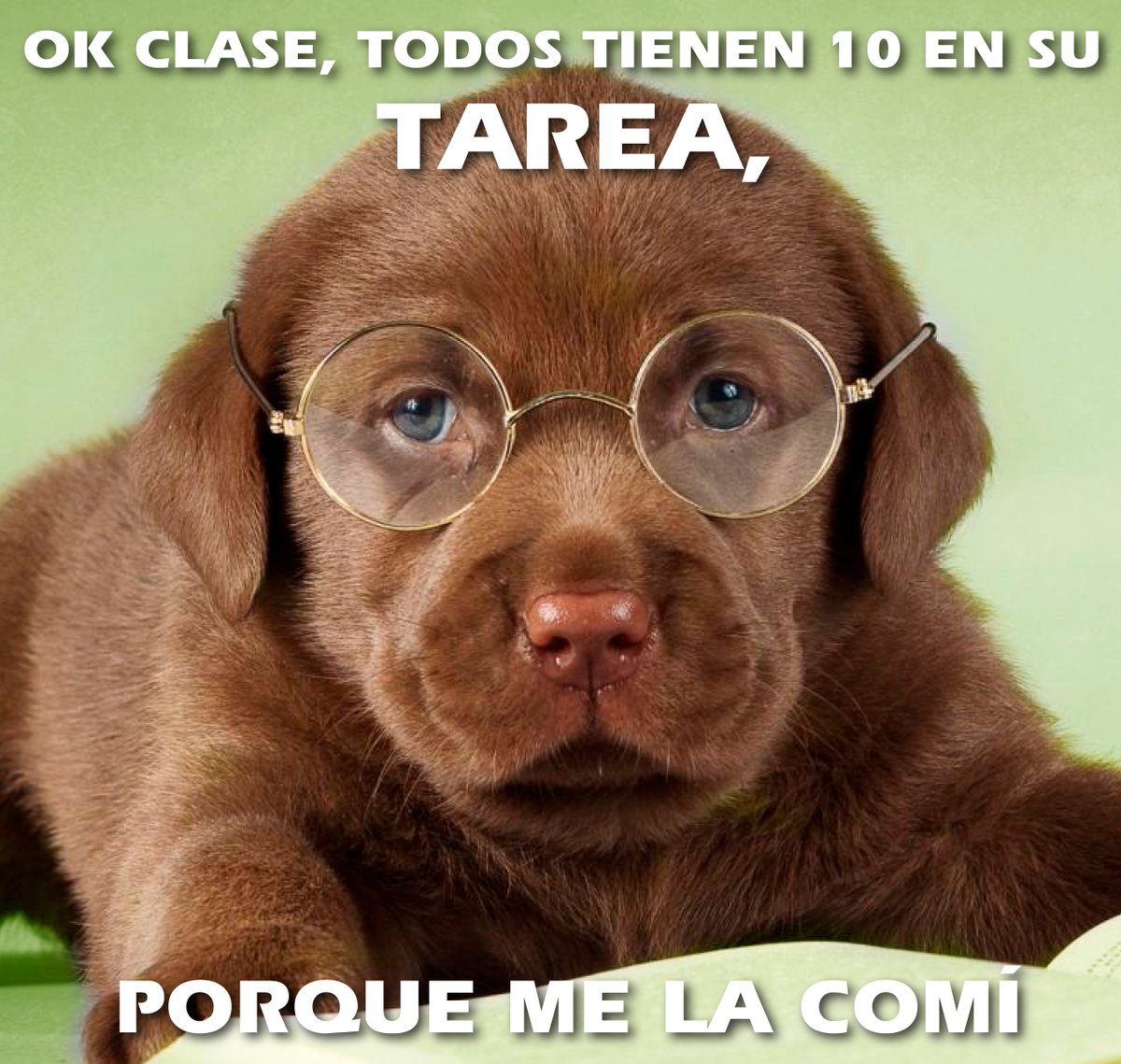 BasicFarm's tweet photo. Ok clase, todos tienen 10 en su tarea. ¡Porque me la comí!
#Memes #BasicFarm #Memesdivertidos #Mascotas #Perrostiernos #Perros #Perro https://t.co/JjEppL4But