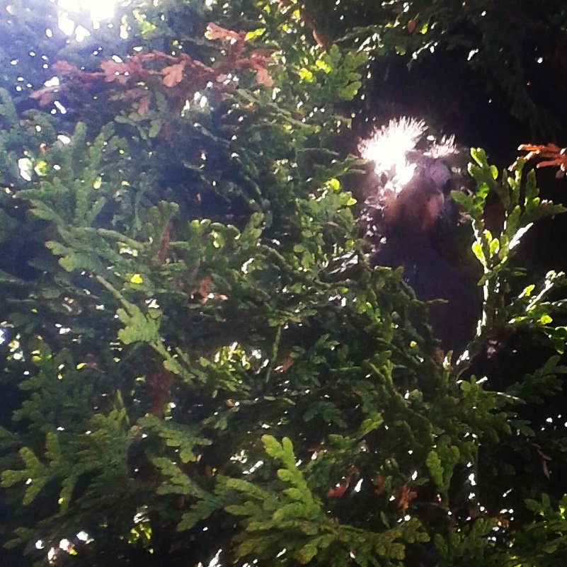 Musician_Photog's tweet photo. #Baby #blackbird #learningtofly #featherhead #nature #straightonshot #spring2017 #inthetree #posingforme β€ https://t.co/fChjOIW10k