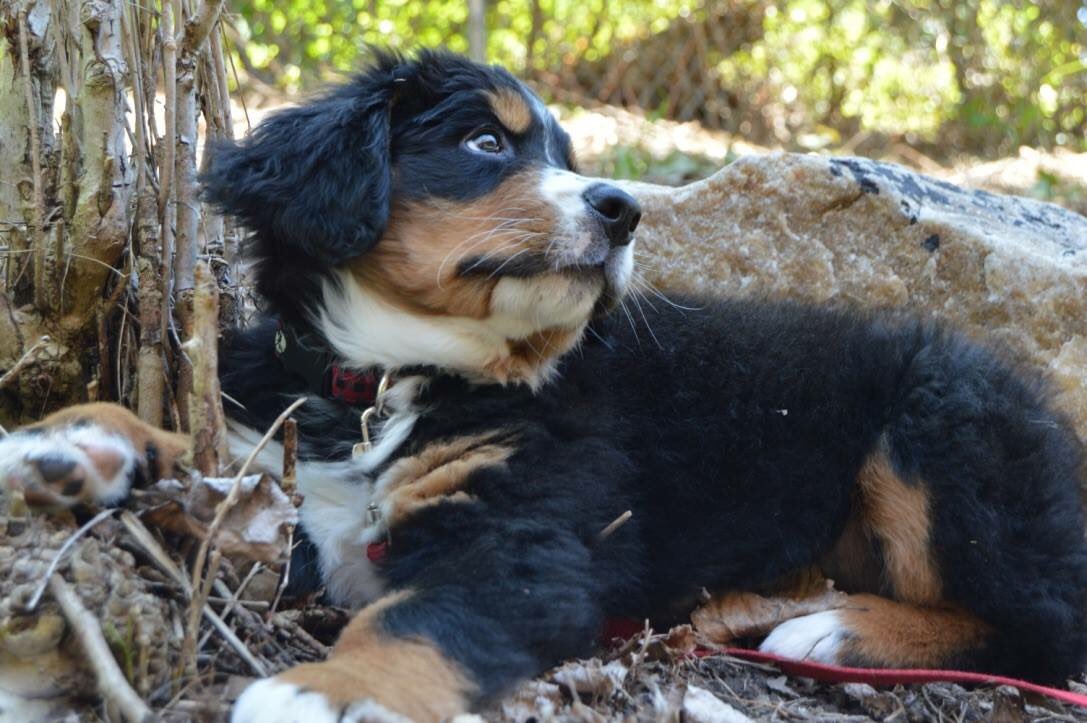 NicoDPrimo's tweet image. When your 8 week old puppy already looks at you like you're an idiot. @dog_rates #Bailey #ReallyDad?