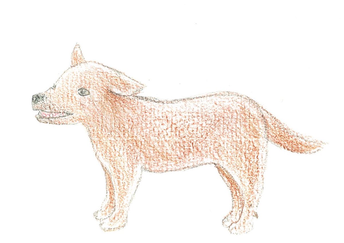 Y あきこ No Twitter 沖縄イラスト 琉球犬 沖縄在来の犬種 北海道犬と同じ 縄文犬の遺伝子をもっています 猟犬として飼われてきた犬で 性格は大人しいが勇敢で忠実 身体能力は抜群で 丈夫な皮膚をもっています 大型の 八重山型 と 小型で胴長短足の 山